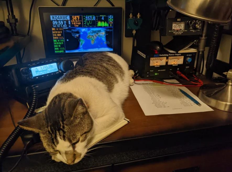 The shack cat, on duty